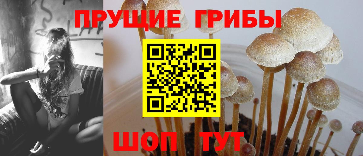Псилоцибиновые грибы мицелий  Галлюциногенные грибы Psilocybine cubensis  Новодвинск  Вход с VPN 